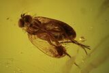 Fossil Dance Fly (Empididae) In Baltic Amber - Excellent Eyes #120695-1